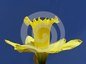 Yellow easter daffodil