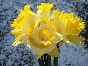 Yellow easter daffodil