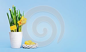 Yellow Easter eggs and Daffodils in white pot on baby blue