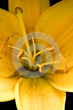 Yellow Easter Lilly Macro