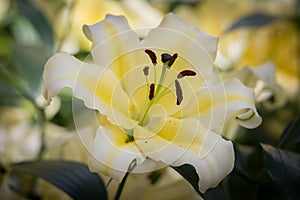 Yellow easter Lilly