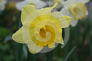 Yellow Easter lily in natural background /gele paaslelie in weide