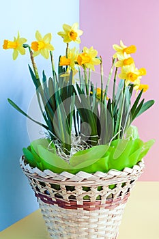 Yellow Easter`s daffodils in a festively decorated basket on bl