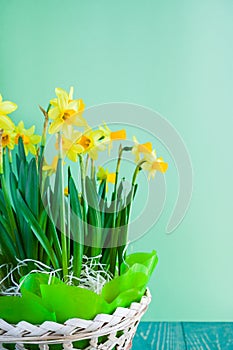 Yellow Easter`s daffodils in a festively decorated basket on gre