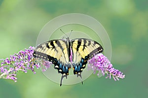 Yellow Eastern tiger swallowtail butterfly on butterfly bush