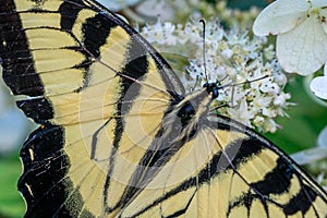 Yellow Eastern Tiger Swallowtail Butterfly