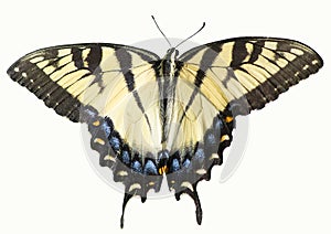 Yellow Eastern Tiger Swallowtail Butterfly Isolated