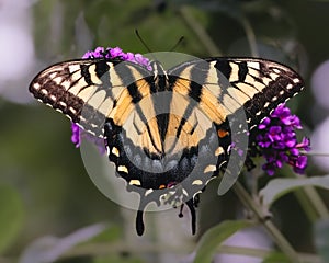 Yellow Eastern Tiger Swallowtail Butterfly (Papilio glaucus) on purple flower