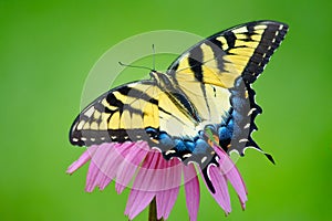 Yellow Eastern tiger swallowtail butterfly on purple coneflower