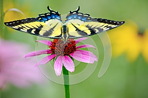 Yellow Eastern tiger swallowtail butterfly on purple coneflower