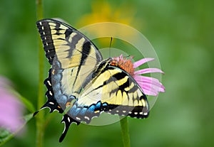 Yellow Eastern tiger swallowtail butterfly on purple coneflower