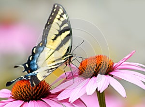 Yellow Eastern tiger swallowtail butterfly on purple coneflower