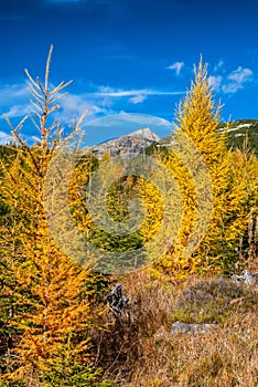 Žlutý modřín evropský v barevném podzimním lese ve Vysokých Tatrách na Slovensku