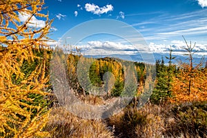 Žlutý evropský modřín a horská stezka v barevném podzimním lese ve Vysokých Tatrách na Slovensku