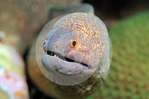 Yellow-edged Moray