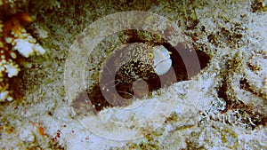 Yellow Edged Moray Eel with Orange Eyes hiding in the coral reef