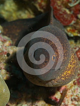 Yellow-edged Moray