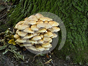 Yellow edible mushrooms with shaggy hat