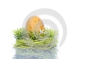 Yellow egg in green nest - easter concept