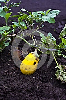 Yellow eggplant or aubergine