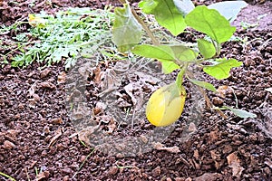 Yellow Eggplant - Aubergine - Brinjal - Solanum Melongena - Grown on Plant with Green Leaves in Kitchen Garden - Organic Farming