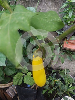 Yellow eggplant cultivation seeds or what is called by the Latin name Solanum Indicum