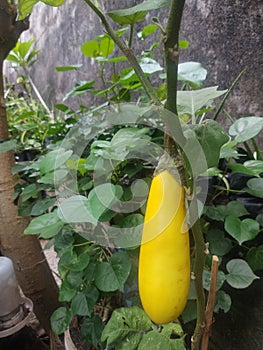 Yellow eggplant cultivation seeds or what is called by the Latin name Solanum Indicum