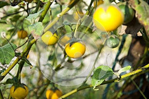 Yellow eggplants in garden