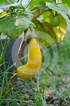 Yellow eggplants are small, round or oval, averaging 2-5 centimeters in diameter. The outer skin is smooth and white when young.