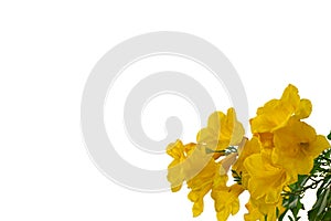 Yellow elder flower isolated on white background