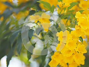 Yellow Elder, Magnoliophyta, Angiospermae of name Gold Yellow color trumpet flower, ellow elder, Trumpetbush, Tecoma stans blurred