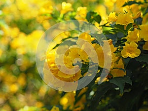 Yellow Elder, Magnoliophyta, Angiospermae of name Gold Yellow color trumpet flower, ellow elder, Trumpetbush, Tecoma stans blurred