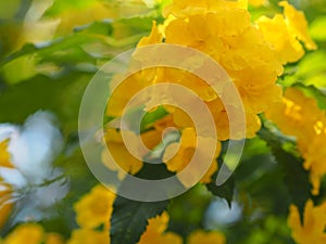 Yellow Elder, Magnoliophyta, Angiospermae of name Gold Yellow color trumpet flower, ellow elder, Trumpetbush, Tecoma stans blurred