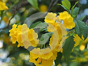 Yellow Elder, Magnoliophyta, Angiospermae of name Gold Yellow color trumpet flower, ellow elder, Trumpetbush, Tecoma stans blurred