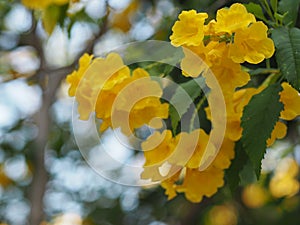 Yellow Elder, Magnoliophyta, Angiospermae of name Gold Yellow color trumpet flower, ellow elder, Trumpetbush, Tecoma stans blurred