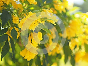 Yellow Elder, Magnoliophyta, Angiospermae of name Gold Yellow color trumpet flower, ellow elder, Trumpetbush, Tecoma stans blurred