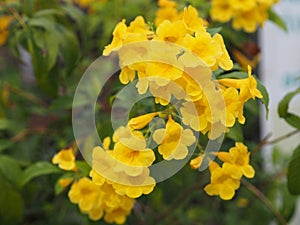 Yellow Elder, Magnoliophyta, Angiospermae of name Gold Yellow color trumpet flower, ellow elder, Trumpetbush, Tecoma stans blurred