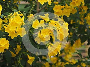 Yellow Elder, Magnoliophyta, Angiospermae of name Gold Yellow color trumpet flower, ellow elder, Trumpetbush, Tecoma stans blurred
