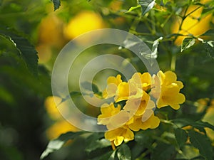 Yellow Elder, Magnoliophyta, Angiospermae of name Gold Yellow color trumpet flower, ellow elder, Trumpetbush, Tecoma stans blurred