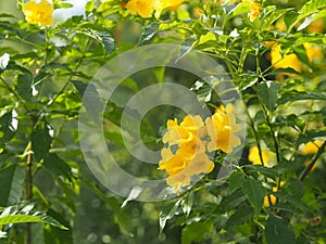 Yellow Elder, Magnoliophyta, Angiospermae of name Gold Yellow color trumpet flower, ellow elder, Trumpetbush, Tecoma stans blurred