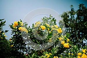 Yellow elder (Tecoma stans) is a flowering shrub or small tree native to the Americas