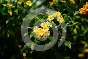 Yellow elder (Tecoma stans) is a flowering shrub or small tree native to the Americas