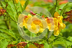 Yellow elder, Trumpetbush flower blooming in Thailand garden