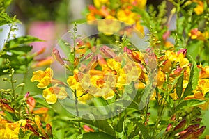 Yellow elder, Trumpetbush flower blooming in Thailand garden