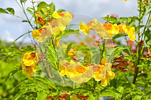 Yellow elder, Trumpetbush flower blooming in Thailand garden