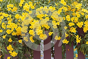 Yellow elder, Trumpetbush, Trumpetflower bloom on edge the fence.