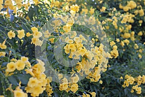 Yellow elder, Trumpetbush, Trumpetflower bloom in the garden.