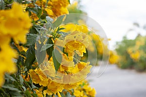 Yellow elder, Trumpetbush, Trumpetflower on both sides of road.