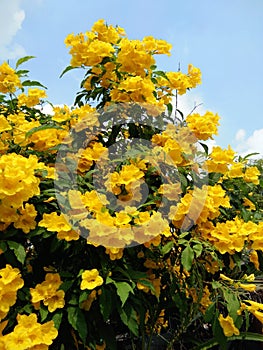 Yellow elder or Trumpetbush or Trumpetflower