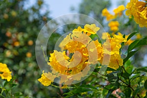 Yellow elder, Trumpetbush, Trumpetflower, golden yellow flowers blooming on the garden tree. On blurry natural background